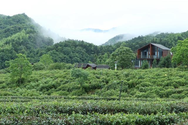 漫步黄山脚下 邂逅茶香与绿野风光（组图）