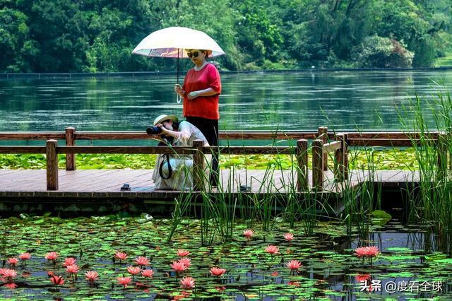 初夏莲影入沪来，闵行体育公园一池睡莲勾勒城市自然诗意！..