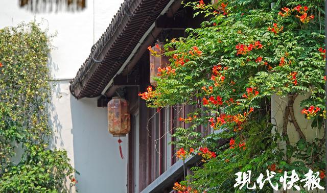 “橙红花瀑”遇上爱心路灯，解锁南京六月宝藏打卡地