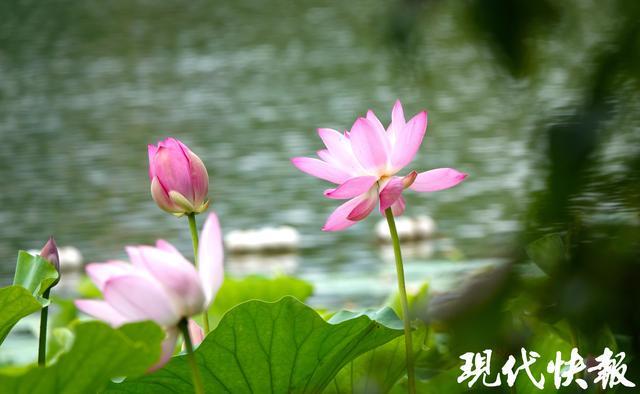 南京莫愁湖荷花映日开，鹭鸟翩跹入画来