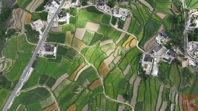 端午邂逅乡城仲德村 青稞梯田绘就香巴拉初夏静美