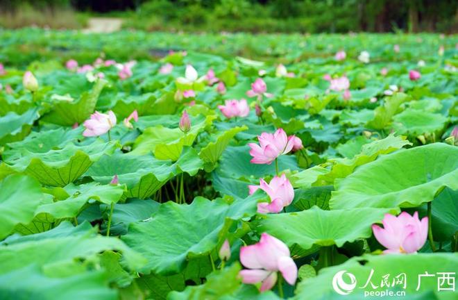 广西大新：荷塘铺画卷 夏日正芬芳