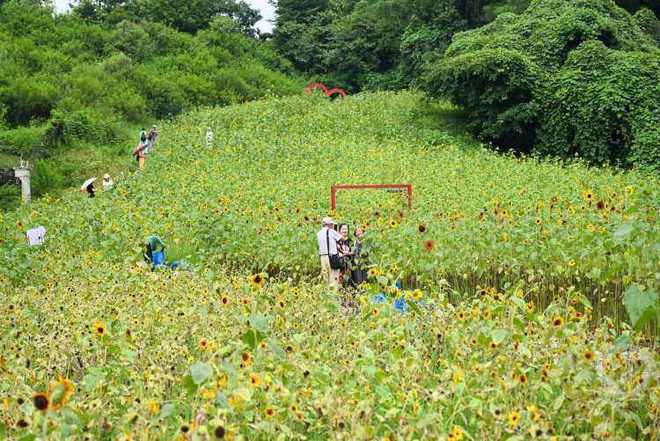 塔山花谷向日葵绚烂绽放 多彩花海绘就夏日限定画卷